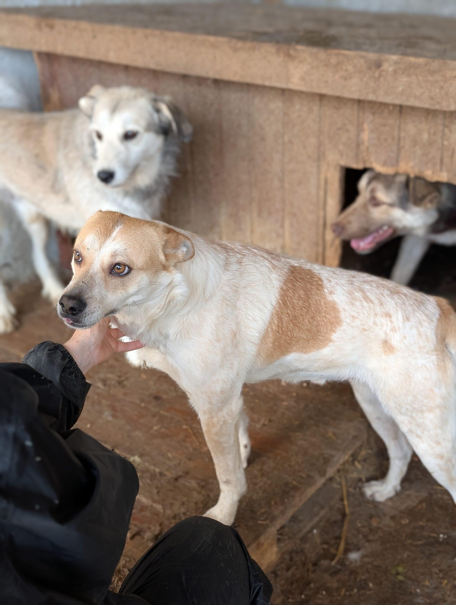 Nos loulous à l’adoption