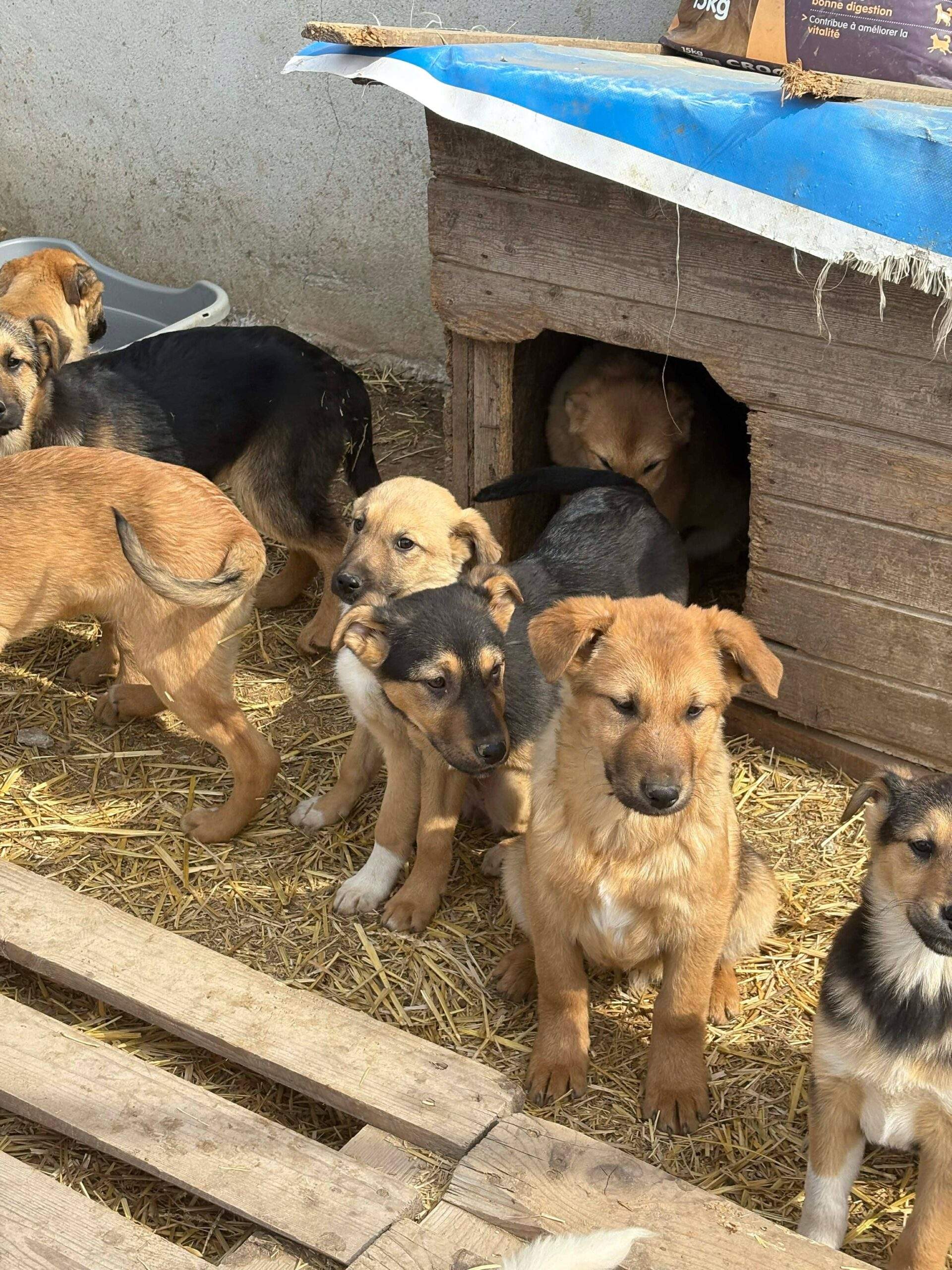 Nos chiens à l&rsquo;adoption